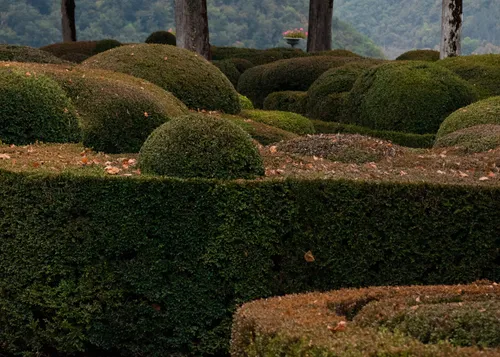 Interdiction de tailler les haies en Haute-Marne, dans les Vosges...