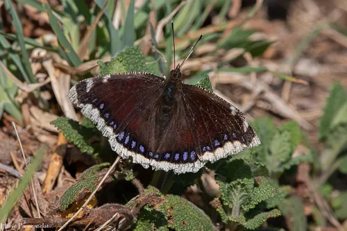 Découverte du Moiré des Vosges : Un papillon unique en son genre...