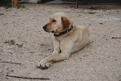 Refuges de la SPA en crise : Plus de 8 000 animaux pris en charge...