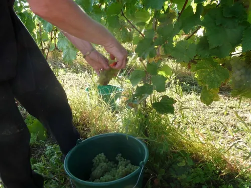 Vendanges : les premiers coups de sécateurs sont donnés en Lorraine