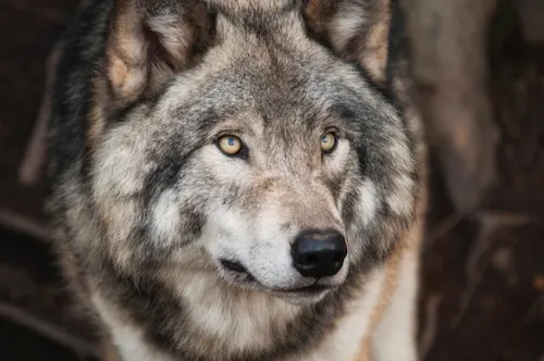 200 loups pourront être tués soit 40 de plus qu'auparavant