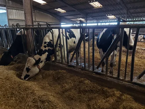VOSGES : Les agriculteurs font face à un quotidien complexe et...