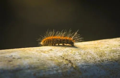 Les chenilles processionnaires : Un risque croissant pour la santé...