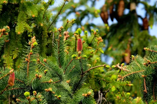 Saint-Dié-des-Vosges : Des aires de stockage pour les sapins de Noël