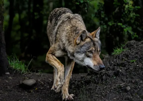 Vosges : Un tir de défense autorisé contre le loup