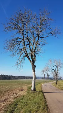 (52) : L'abattage des arbres en Haute-Marne reporté