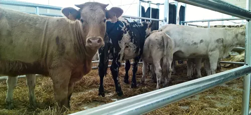 Château-Gontier. Le nouveau foirail en service