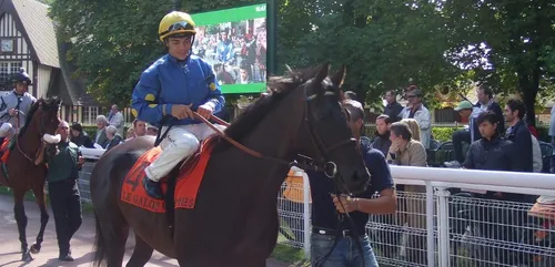 Hippisme : Nos préférés pour ce samedi 13 octobre