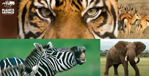 Mois de Mai Spécial "Planète Sauvage" ! Gagnez vos invitations et...