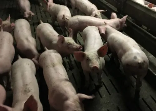 La FDSEA et les JA s'inquiètent de la hausse des coûts des matières...