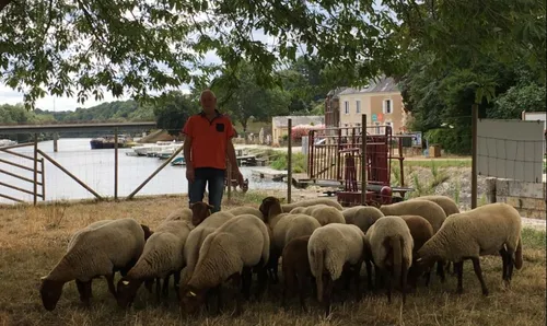 Grez-Neuville. L’éco-pâturage pour entretenir vos jardins