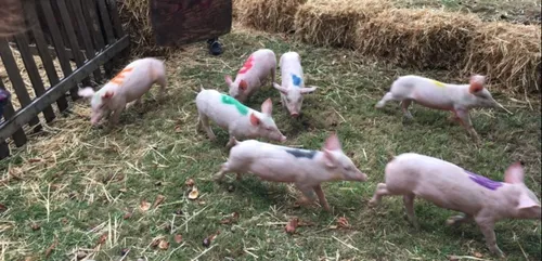 Les cochons défient le mauvais temps à Ste Gemmes d'andigné