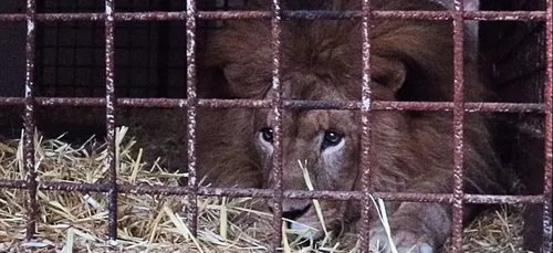 Segré. Le Lion Simba saisi par le Refuge de l’Arche