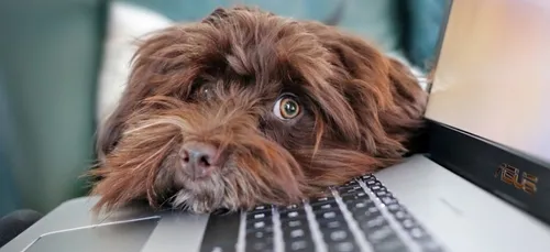 Covid-19 : le déconfinement, pas pour tout de suite en Pays de la...