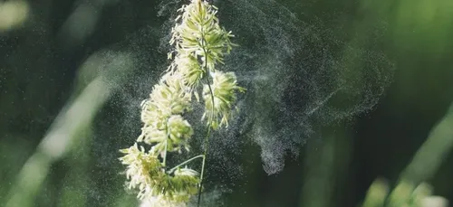 Allergies : peut-on prendre son traitement sans danger ?