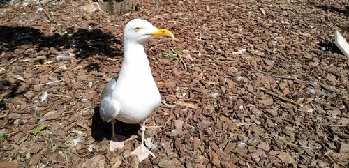 Château-Gontier-sur-Mayenne : le Refuge de l’Arche rouvre