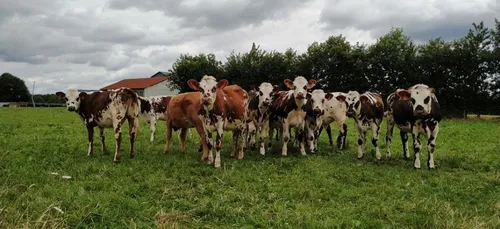 Prix du lait : la crise sanitaire, un prétexte dénonce la...