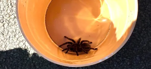 Insolite. Une mygale saisie à la mairie de Montreuil-Juigné