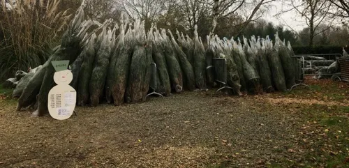 Marigné. Un Noël pas comme les autres pour ce producteur de sapin...