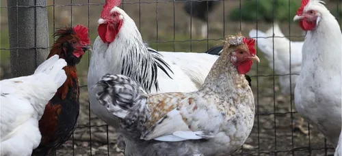 Grippe aviaire : un risque élevé de contamination à l'envol des...