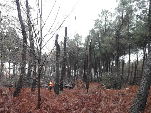 Forêt de Longuenée : réouverture partielle seulement sur les sentiers