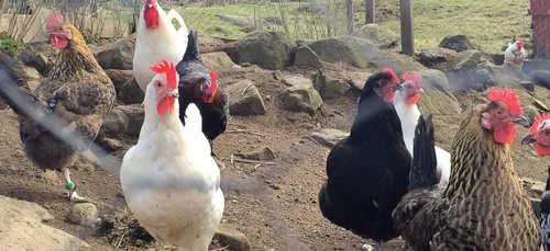 En Mayenne, une opération de sauvetage pour des poules pondeuses