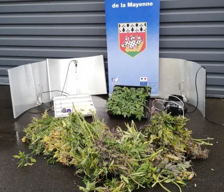 Bazougers. Contrôlé au volant, il cultivait une cinquantaine de...