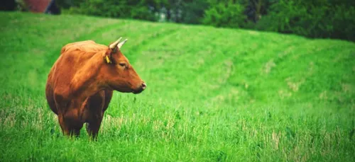 Ombrée d'Anjou. La semaine de l'agriculture est lancée