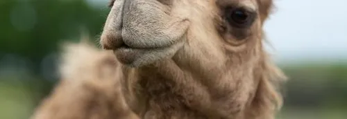 Des dromadaires à Saint-Omer