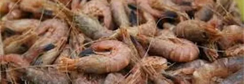 Une nordiste encore championne du monde de décorticage de crevettes...