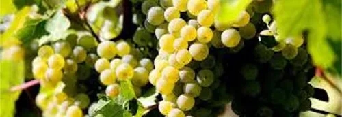 120 000 saisonniers recherchés pour les vendanges dans l'Aisne et...