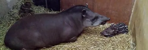 Carnet rose au zoo d'Amiens