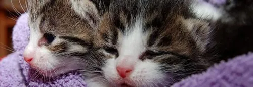 Week-end d'adoption à la SPA et LPA