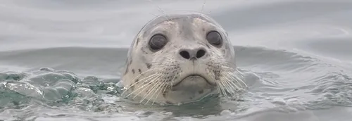 Des phoques remis en liberté