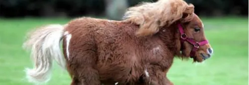 Coup de pouce pour les chevaux sans abri de la métropole lilloise!