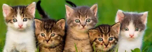 Un «  Minouthon  » pour sauver le bar à chats