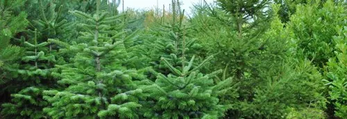 Collecte de sapins à Lille