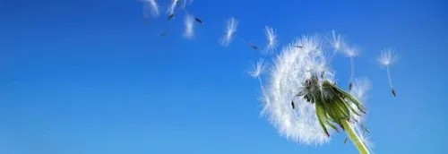 Alerte aux pollens dans les Hauts-de-France