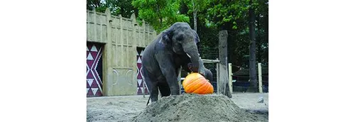 L’éléphant de Bellewaerde est mort ce matin