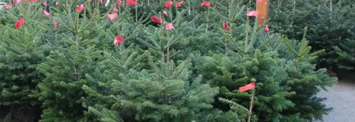 La ville de Lille recycle vos sapins de Noël !