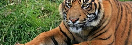 15 000 signatures pour l’interdiction des cirques avec des animaux...