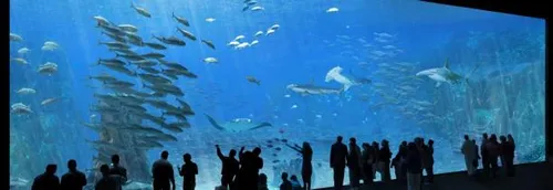 Boulogne sur mer : le plus grand aquarium d'Europe ouvre dans 1 mois
