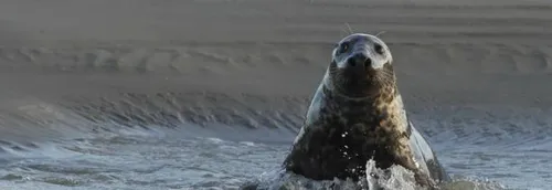 Phoques tués au Touquet : 10 000€ à qui aidera la police