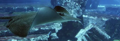 Ouverture du nouveau Nausicaa à Boulogne-sur-Mer