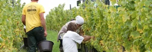 200 emplois saisonniers dans les vignes des Hauts-de-France !