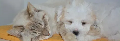 Portes ouvertes à la SPA de Tourcoing