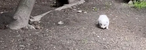 Cinq nouveaux arrivants au Zoo de Lille !