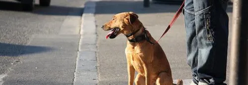 La Madeleine: gare aux amendes contre les déjections canines !