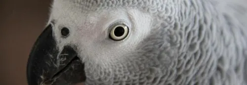 Des nouveaux-nés à Pairi Daiza