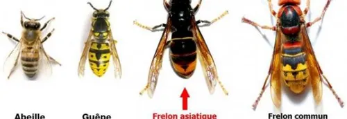 Le frelon asiatique est dans le nord